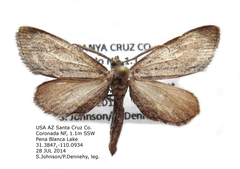Glaucina denticularia