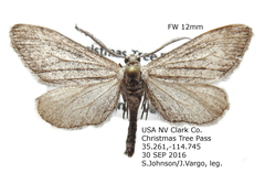 Glaucina denticularia