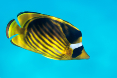 Chaetodon fasciatus