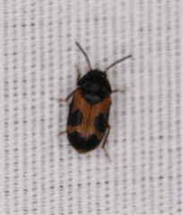 Mycetophagus punctatus