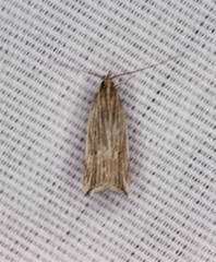 Helcystogramma hystricella
