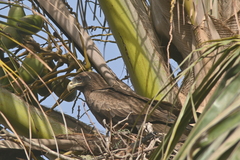 Milvus migrans parasitus