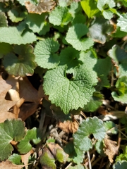 Alliaria petiolata
