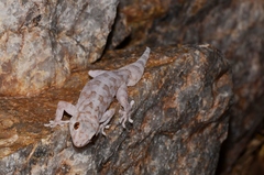 Pachydactylus haackei