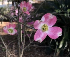 Cornus florida rubra