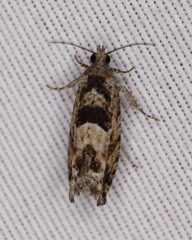 Pseudexentera haracana