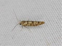 Argyresthia alternatella