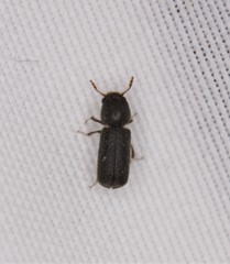 Prostephanus punctatus