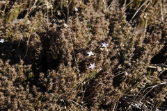 Roella prostrata