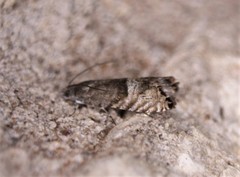 Sereda tautana