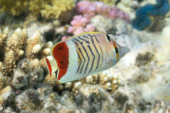 Chaetodon paucifasciatus