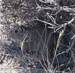 Microcavia australis