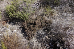 Roella prostrata