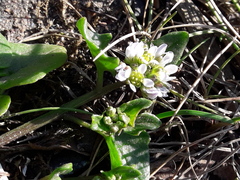 Cochlearia danica
