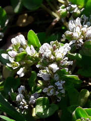 Cochlearia danica
