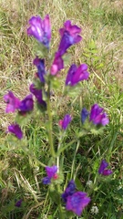 Echium plantagineum