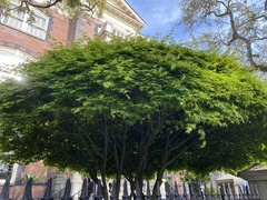 Acer palmatum