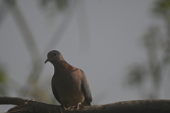 Streptopelia senegalensis