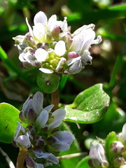 Cochlearia danica