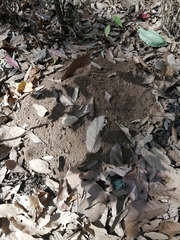 Thomomys umbrinus