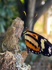 Lepidoptera