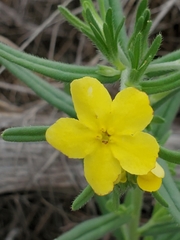 Lithospermum mirabile