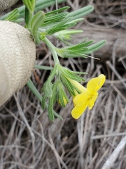 Lithospermum mirabile