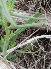 Lithospermum mirabile