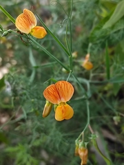 Lathyrus hierosolymitanus