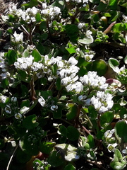 Cochlearia danica