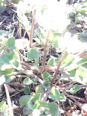 Cochlearia danica
