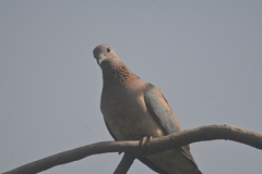 Streptopelia senegalensis