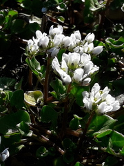 Cochlearia danica