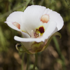Calochortus venustus