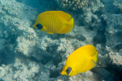 Chaetodon semilarvatus