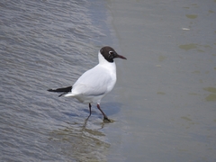 Chroicocephalus ridibundus