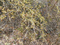 Forestiera phillyreoides