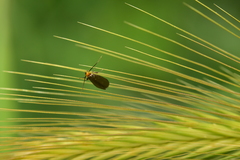 Cauchas rufifrontella