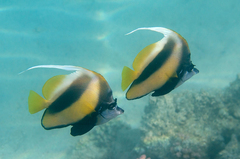 Heniochus intermedius