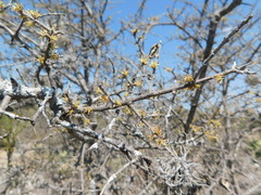 Forestiera phillyreoides