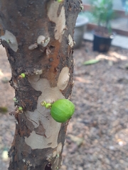 Plinia cauliflora