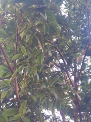Plinia cauliflora