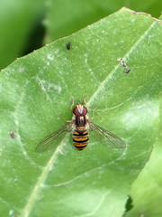 Episyrphus balteatus