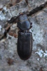 Tenebroides fuscus
