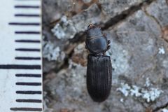Tenebroides fuscus