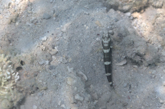 Cryptocentrus lutheri