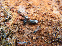 Anthocoris japonicus