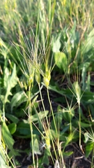 Aegilops neglecta