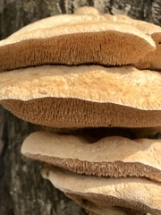 Pseudospongipellis unicolor