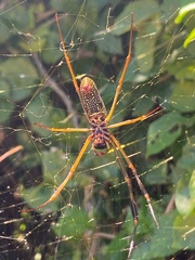 Trichonephila clavipes